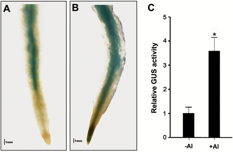 Fig. 7.