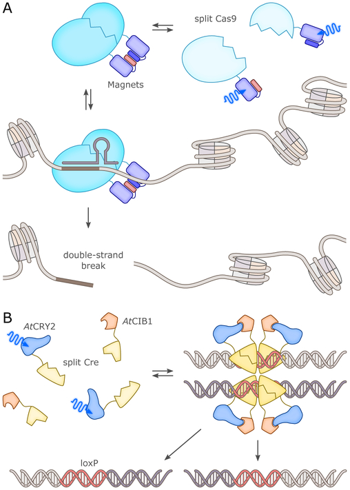 Figure 11