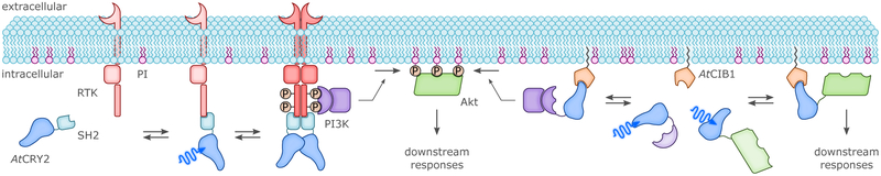 Figure 22