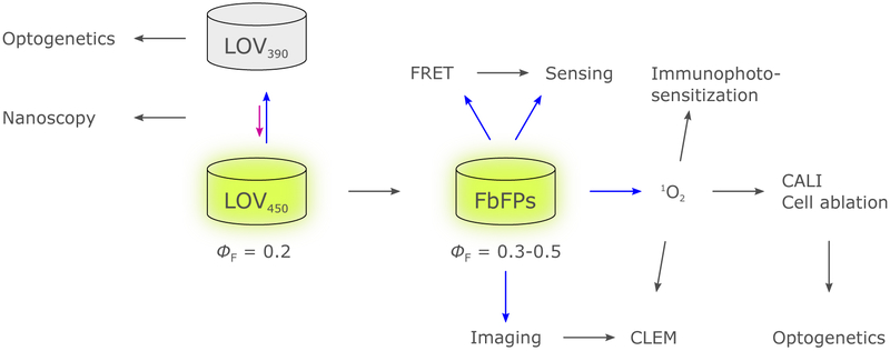 Figure 25