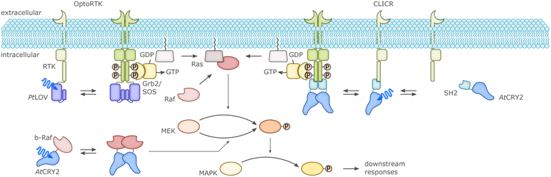 Figure 21