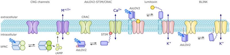 Figure 24