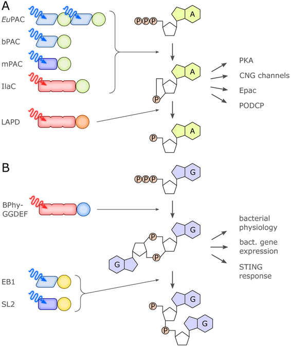 Figure 19