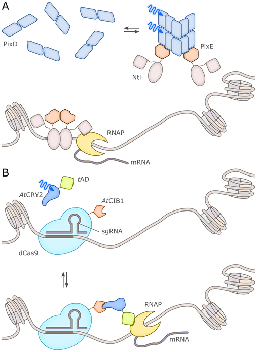 Figure 9