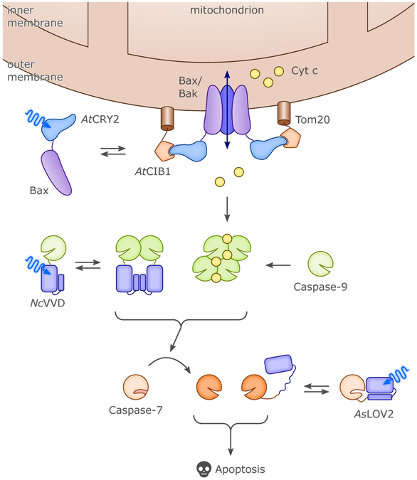 Figure 23