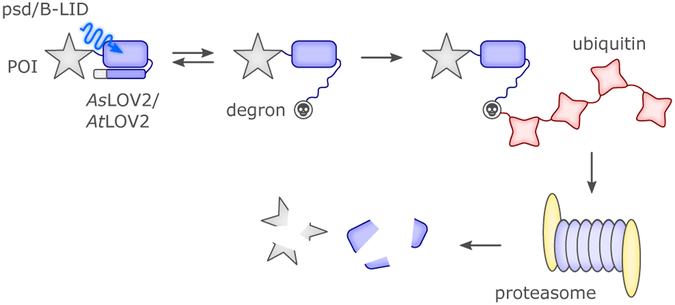 Figure 18