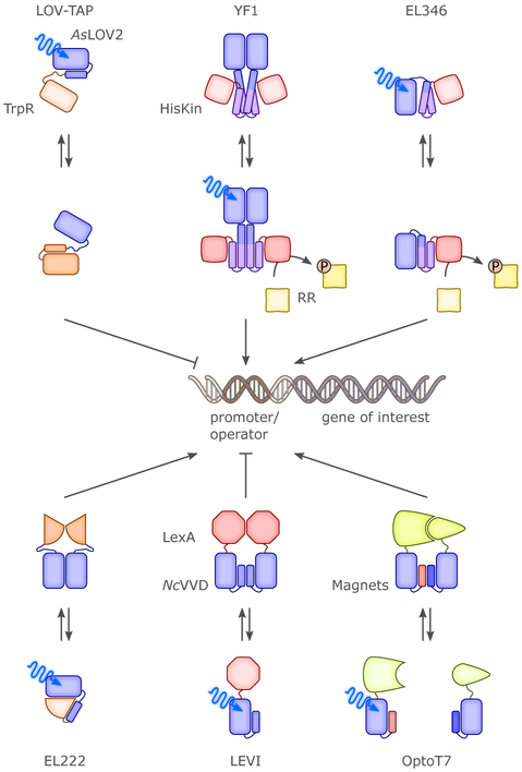 Figure 7