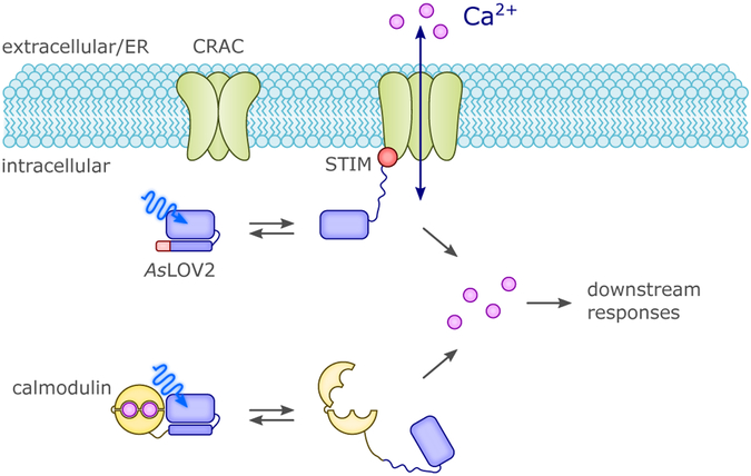 Figure 20