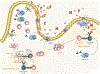 Figure 3: