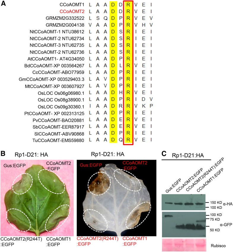 Figure 3.