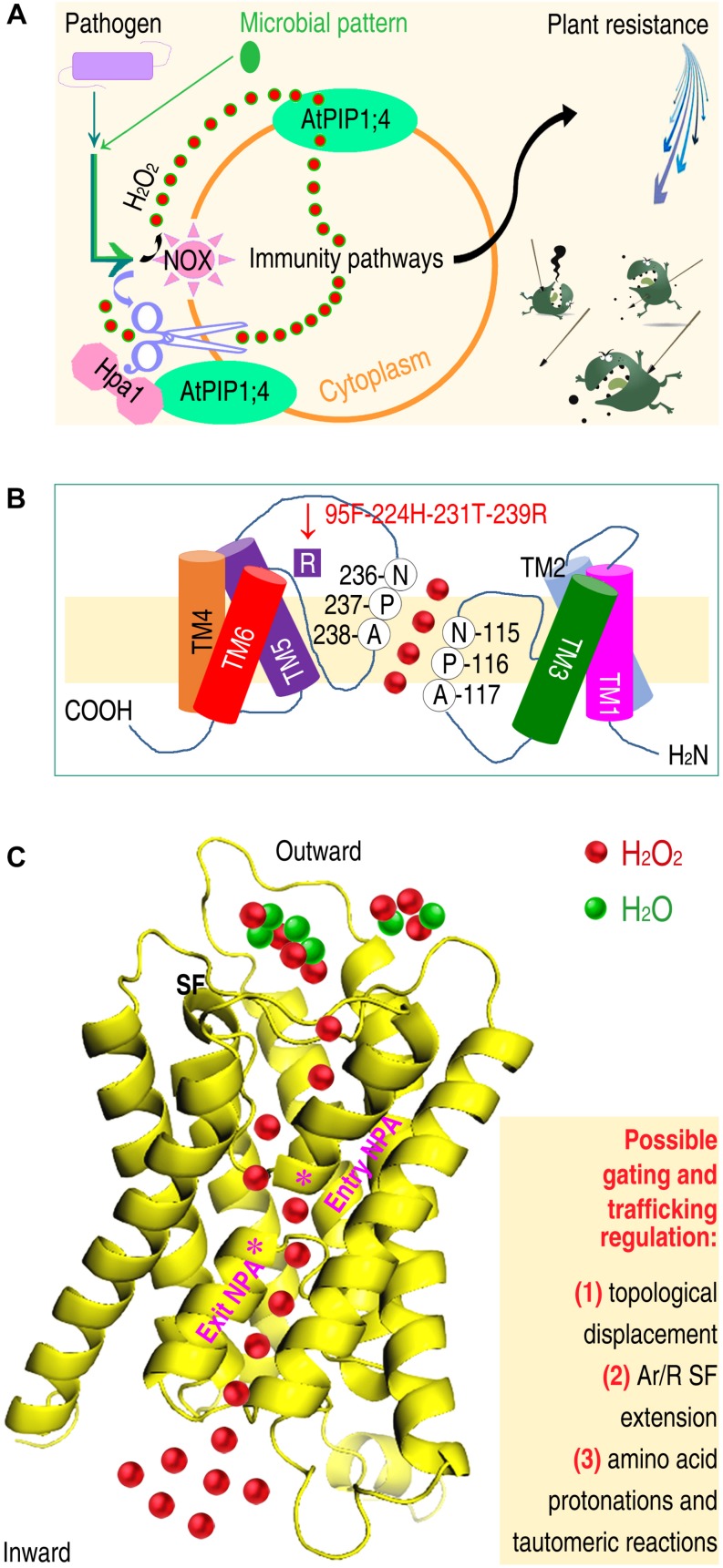 FIGURE 3