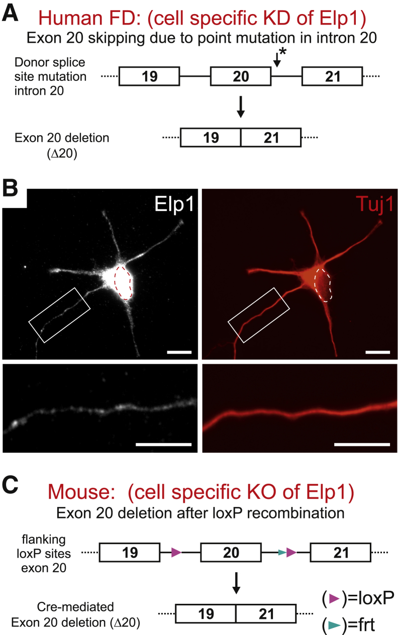 Figure 1