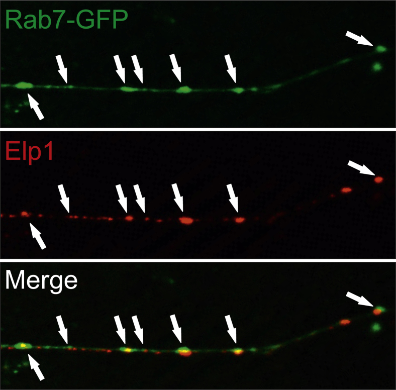 Figure 3