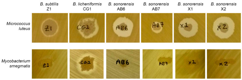 Figure 2