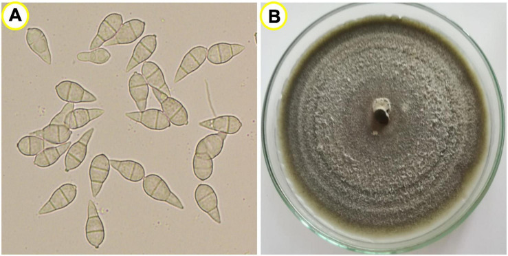 FIGURE 3