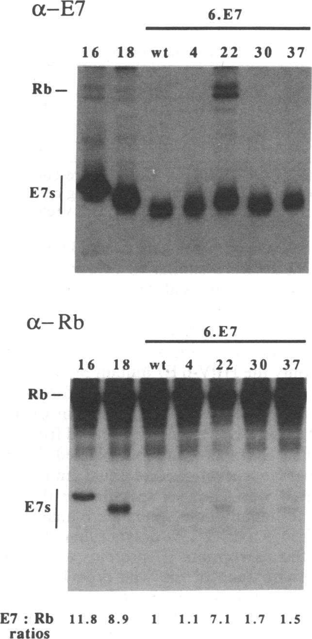 graphic file with name pnas01091-0225-a.jpg