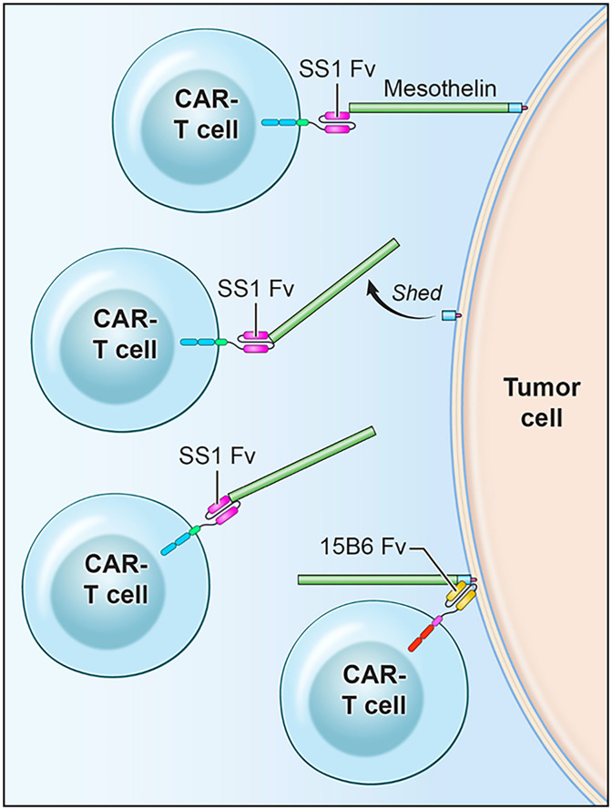 Fig. 8.