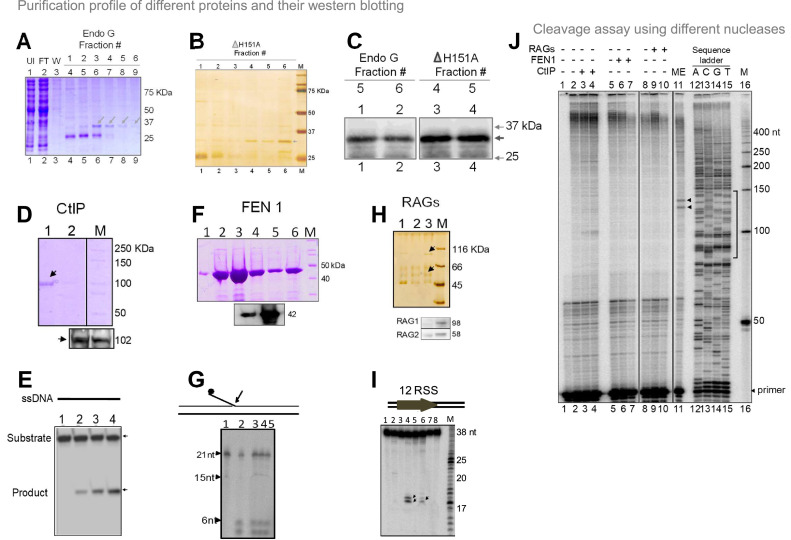 Figure 7—figure supplement 1.