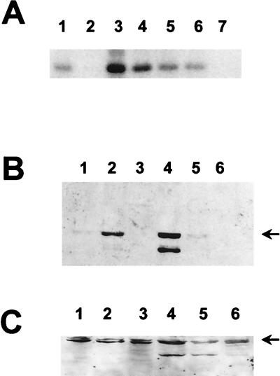 FIG. 6