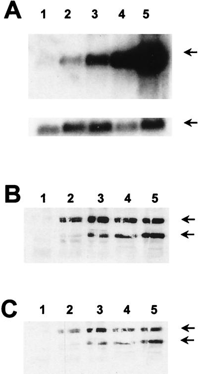 FIG. 7