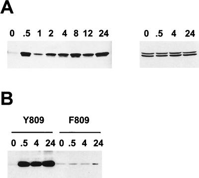 FIG. 5