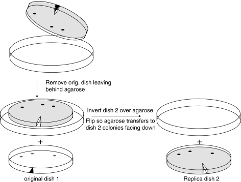 Fig. 1