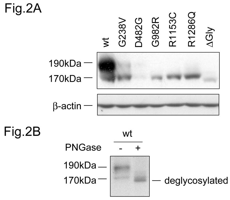 Fig.2