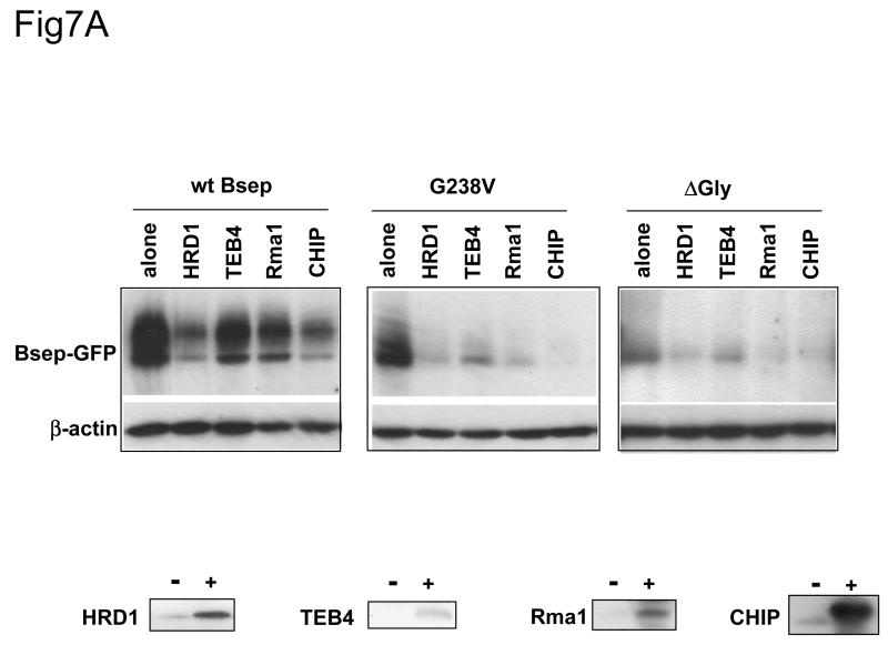 Fig.7