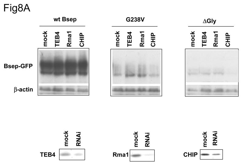 Fig.8