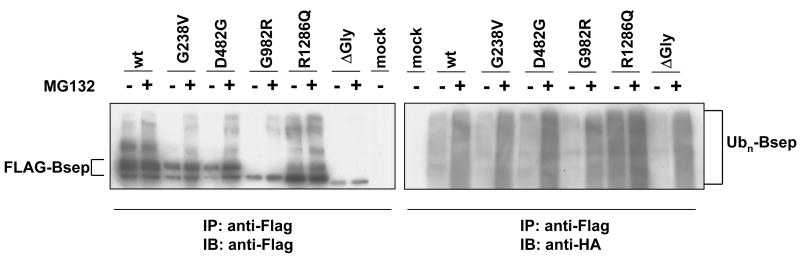 Fig.6