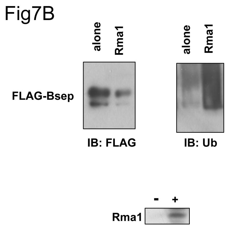 Fig.7