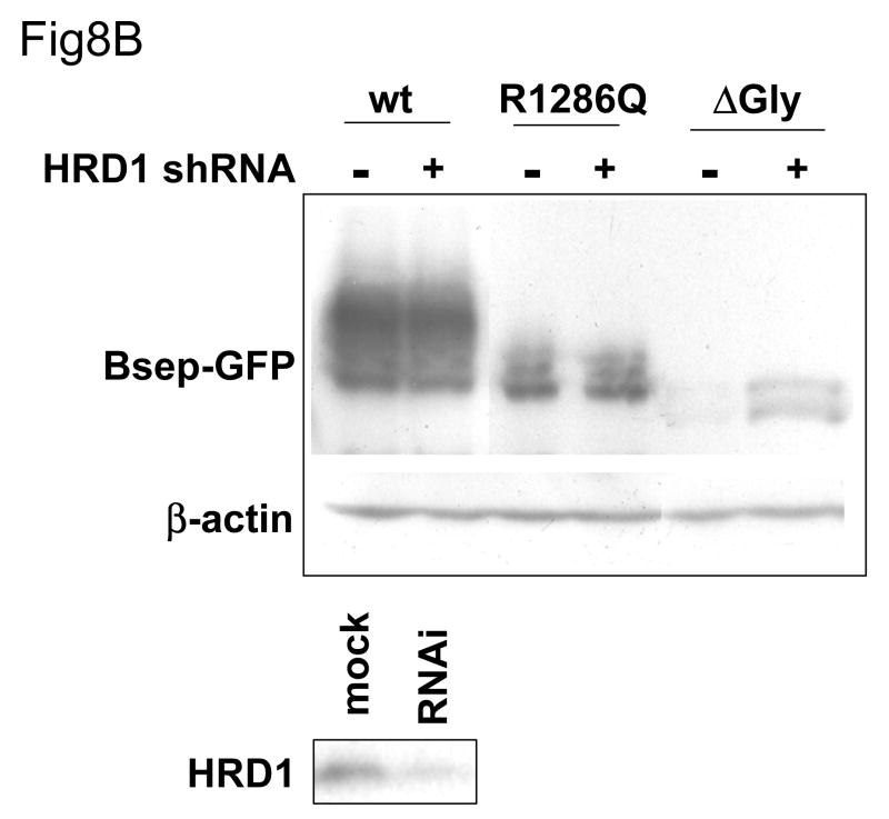 Fig.8