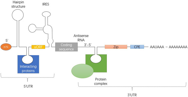 FIGURE 2