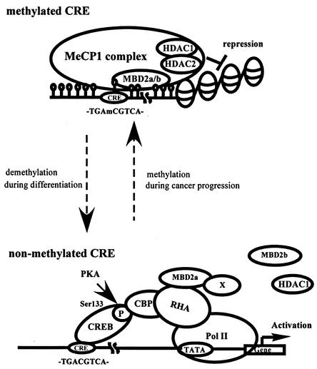 FIG. 8.