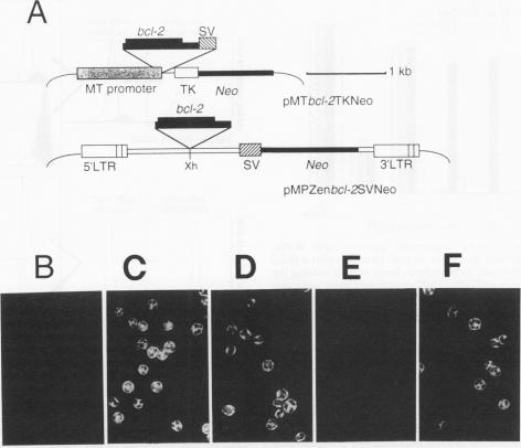 graphic file with name molcellb00023-0401-a.jpg