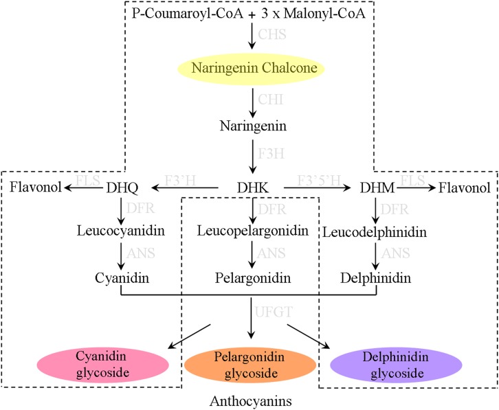 FIGURE 1