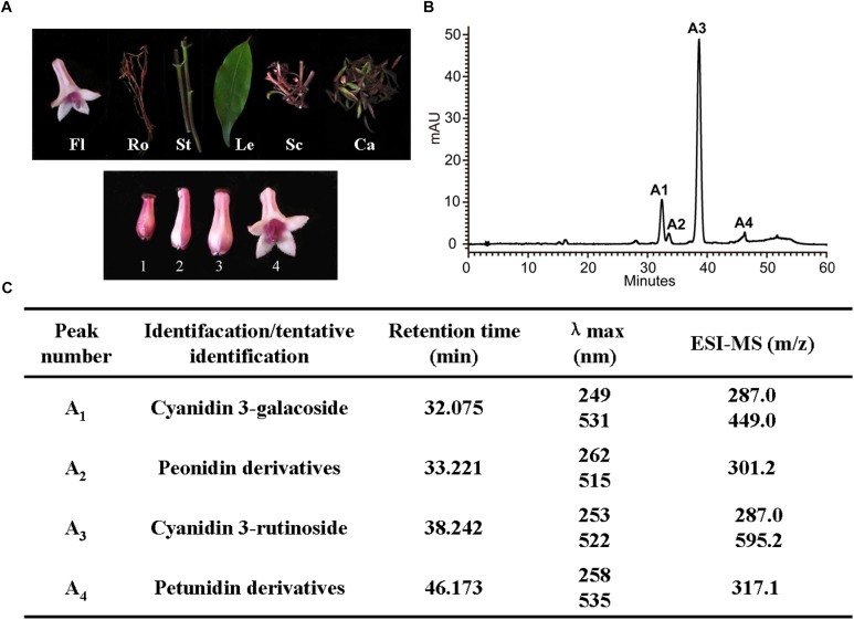 FIGURE 4