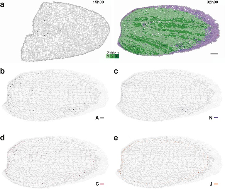 Figure 5—figure supplement 1.