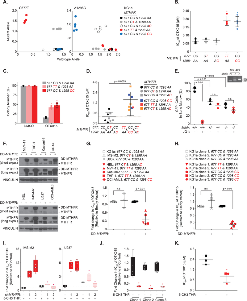 The folate cycle enzyme MTHFR is a critical regulator of cell response ...