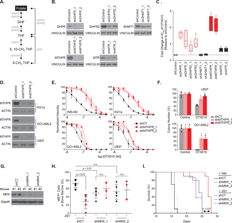 The folate cycle enzyme MTHFR is a critical regulator of cell response ...