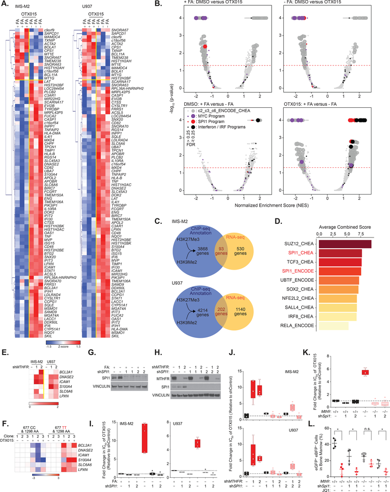 The folate cycle enzyme MTHFR is a critical regulator of cell response ...