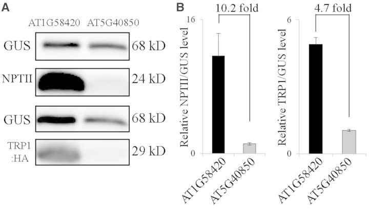 Figure 11.