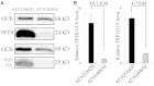 Figure 11.
