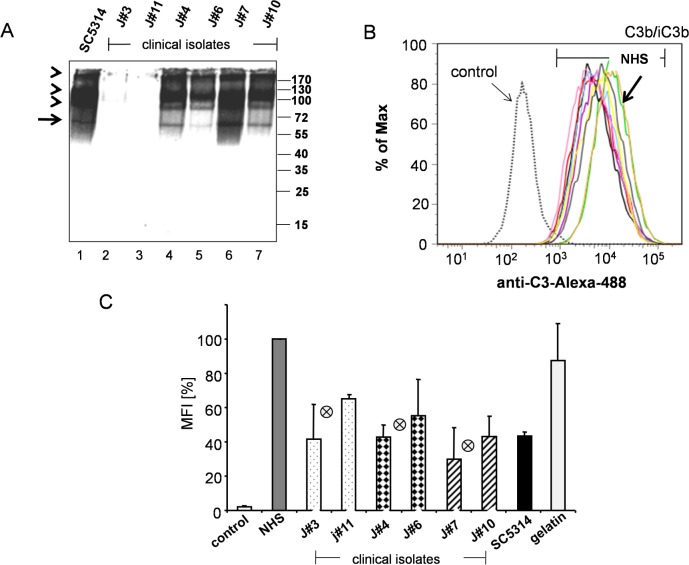 Fig 6