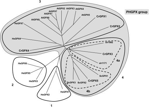 Figure 4.—