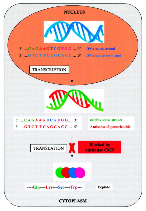 Figure 3  