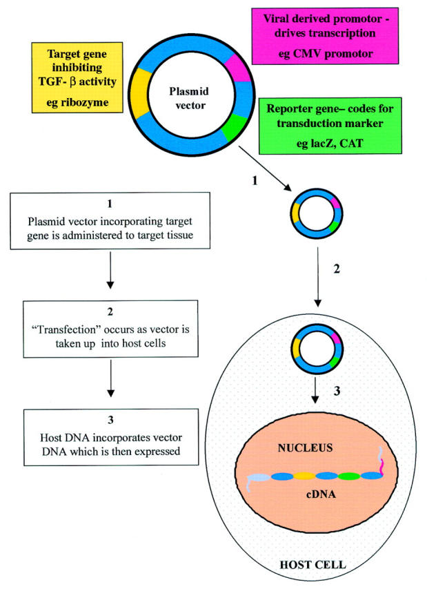 Figure 4  