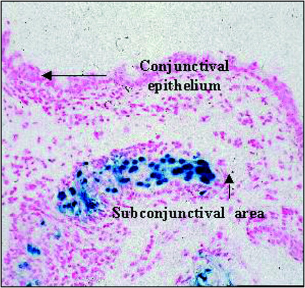 Figure 6  