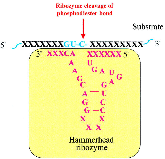 Figure 7  