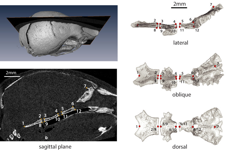 Figure 6—figure supplement 1.